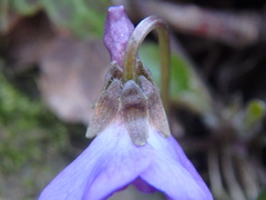 Viola alba dehnhardtii