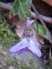 Viola alba dehnhardtii