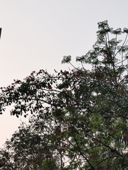 Acridotheres tristis