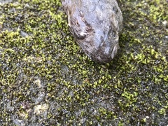 Nyctereutes viverrinus