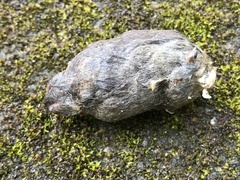 Nyctereutes viverrinus