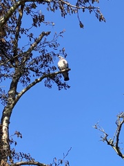 Columba palumbus