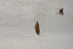 Phaecadophora fimbriata