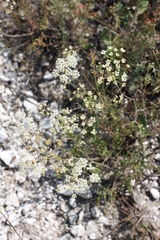 Pimpinella titanophila