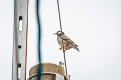 Spodiopsar cineraceus