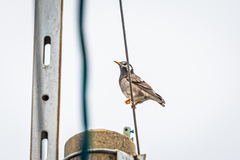 Spodiopsar cineraceus