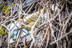 Horornis diphone cantans