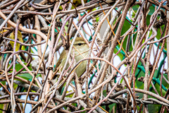 Horornis diphone cantans