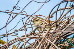 Horornis diphone cantans