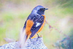 Phoenicurus auroreus auroreus