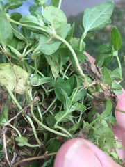 Synedrellopsis grisebachii