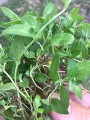 Synedrellopsis grisebachii