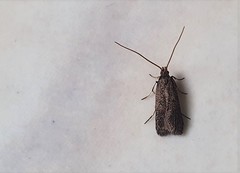 Lecithocera terrigena