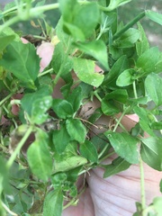 Synedrellopsis grisebachii