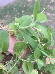 Synedrellopsis grisebachii