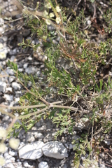 Pimpinella titanophila