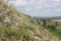 Pimpinella titanophila
