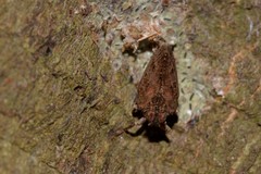 Cotylana angustifrons