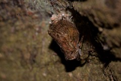 Cotylana angustifrons