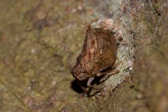 Cotylana angustifrons