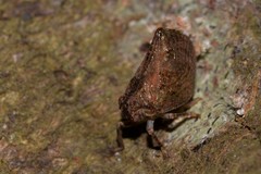 Cotylana angustifrons