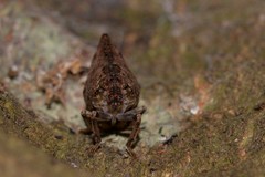 Cotylana angustifrons