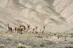 Equus kiang