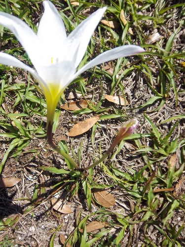 Zephyranthes image
