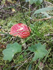 Amanita muscaria