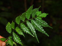 Elatostema