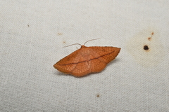 Striglina