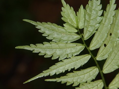 Elatostema
