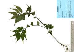 Elatostema