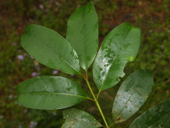 Calophyllum polyanthum