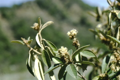 Croton emporiorum