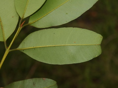 Calophyllum polyanthum