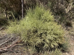 Choretrum glomeratum