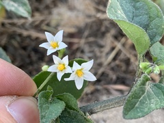 Solanum opacum