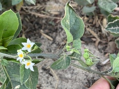 Solanum opacum