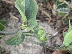 Solanum opacum