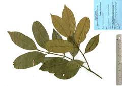 Calophyllum polyanthum