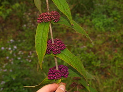 Callicarpa rubella