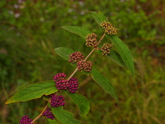 Callicarpa rubella