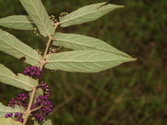Callicarpa rubella
