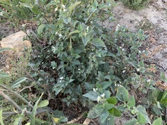 Solanum opacum