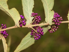 Callicarpa rubella