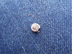 Bathyomphalus contortus