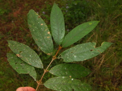 Litsea lancifolia