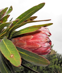 Protea × hybrida