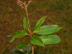 Lithocarpus